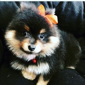 Meet your Posher, Jr